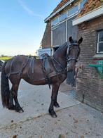 Mentuig paard cob/full, Ophalen, Gebruikt, Overige soorten