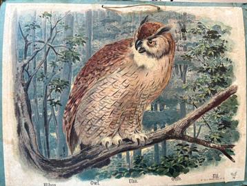 Prent van P. Out – Weergave van een uil – Koog aan de Za beschikbaar voor biedingen