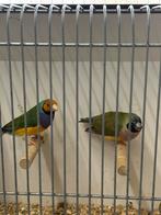 Koppel Gouldamadine, Meerdere dieren