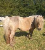 Shetland pony's merries en hengstveulen palomino / few spot, Dieren en Toebehoren, Pony's, Merrie, Niet van toepassing, A pony (tot 1.17m)