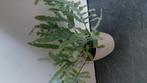Blauwe varen, Huis en Inrichting, Kamerplanten, Ophalen of Verzenden, Halfschaduw, Minder dan 100 cm
