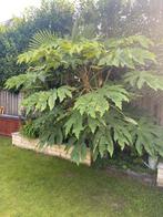 Tetrapanax / Rijstpapierplant, Tuin en Terras, Vaste plant, Halfschaduw, Herfst, Ophalen