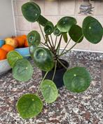 Pannenkoeken plant, Ophalen, Overige soorten, Halfschaduw, Minder dan 100 cm