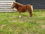 Kroon merrie, Dieren en Toebehoren, Pony's, Merrie, Dressuurpony, A pony (tot 1.17m), 11 jaar of ouder