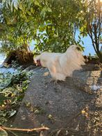 Zijdehoen kriel haan wit, Dieren en Toebehoren, Pluimvee, Mannelijk, Kip