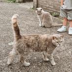2 lieve Britse Korthaar poezen zoeken een nieuw thuis, Poes
