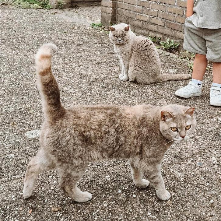 2 lieve Britse Korthaar poezen zoeken een nieuw thuis, Dieren en Toebehoren, Katten en Kittens | Raskatten | Korthaar, Poes