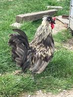 Pluimvee, Dieren en Toebehoren, Pluimvee, Mannelijk, Kip
