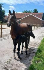 Te koop Groninger merrieveulen, Dieren en Toebehoren, Paarden, Merrie, Minder dan 160 cm, Niet van toepassing, 0 tot 2 jaar