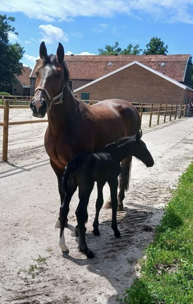 Te koop Groninger merrieveulen, Dieren en Toebehoren, Paarden, Merrie, Niet van toepassing, Minder dan 160 cm, 0 tot 2 jaar, Recreatiepaard
