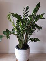 ZZ-plant, 105 cm hoog., Ophalen, Overige soorten