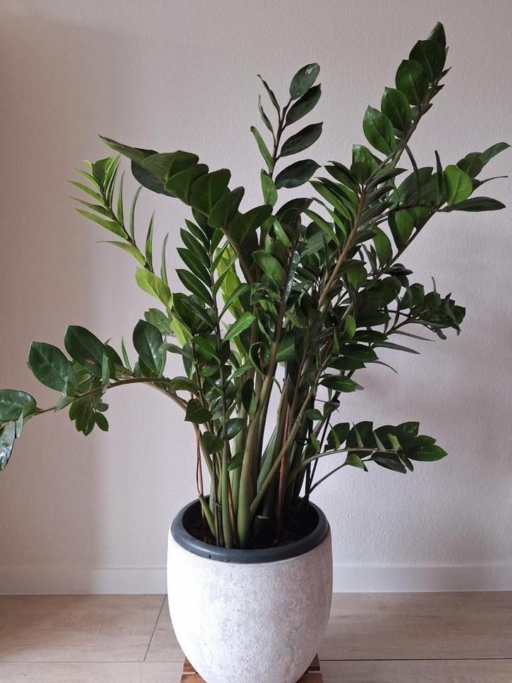 ZZ-plant, 105 cm hoog., Huis en Inrichting, Kamerplanten, Overige soorten, Ophalen
