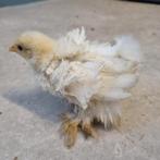 Cochin kriel kuikens, Dieren en Toebehoren, Pluimvee, Geslacht onbekend, Kip