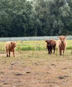 Schotse Hooglanders 2 vaarskoeien en een vaarskalf, Dieren en Toebehoren, Vrouwelijk
