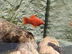 Platy, Dieren en Toebehoren, Vissen | Aquariumvissen, Vis