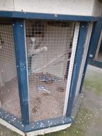 diamantduifjes, Dieren en Toebehoren, Vogels | Duiven, Meerdere dieren, Overige soorten