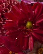 Dahlia knol, Tuin en Terras, Bloembollen en Zaden, Ophalen of Verzenden