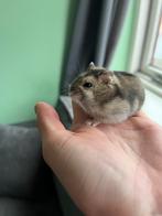 lieve dwerghamster mannetje, Dieren en Toebehoren, Knaagdieren, Hamster, Mannelijk, Tam, September