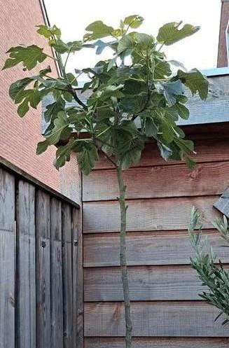 Vijgenboom 2,20 meter hoog White Marseille, winterhard, Tuin en Terras, Planten | Fruitbomen, Vijgenboom, 100 tot 250 cm, Volle zon