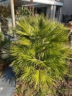 Palm Chamaerops humilis., Tuin en Terras, Planten | Bomen, 100 tot 250 cm, Zomer, Palmboom, Ophalen