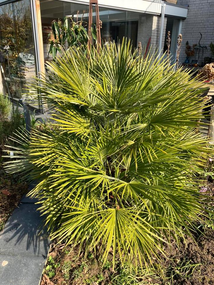 Palm Chamaerops humilis., Tuin en Terras, Planten | Bomen, Palmboom, 100 tot 250 cm, Volle zon, Zomer, Ophalen
