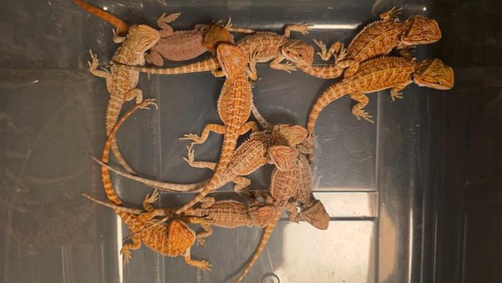 Jonge Baardagamen | Nog een paar beschikbaar, Dieren en Toebehoren, Reptielen en Amfibieën, Amfibie, 0 tot 2 jaar, Tam
