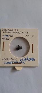 Fossiele haaientand Lamna Rupeliensis, Ophalen of Verzenden, Fossiel