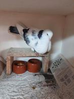 Plaat van een Duif., Dieren en Toebehoren, Vogels | Duiven, Vrouwelijk, Kropper