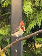 Roodkuifkardinaal pop, Dieren en Toebehoren, Vrouwelijk, Tropenvogel, Geringd
