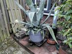 agave, Volle zon, Vaste plant, Bloeit niet, Ophalen