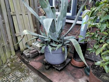 agave beschikbaar voor biedingen
