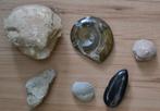 kleine verzameling fossielen 6 stuks ammoniet, Verzamelen, Mineralen en Fossielen, Ophalen, Fossiel
