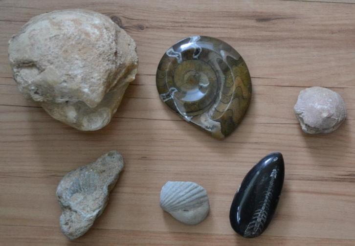 kleine verzameling fossielen 6 stuks ammoniet, Verzamelen, Mineralen en Fossielen, Fossiel, Ophalen