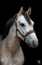 5 jarige Allround pony, Dieren en Toebehoren, Pony's, Gechipt, B, Ruin, 3 tot 6 jaar