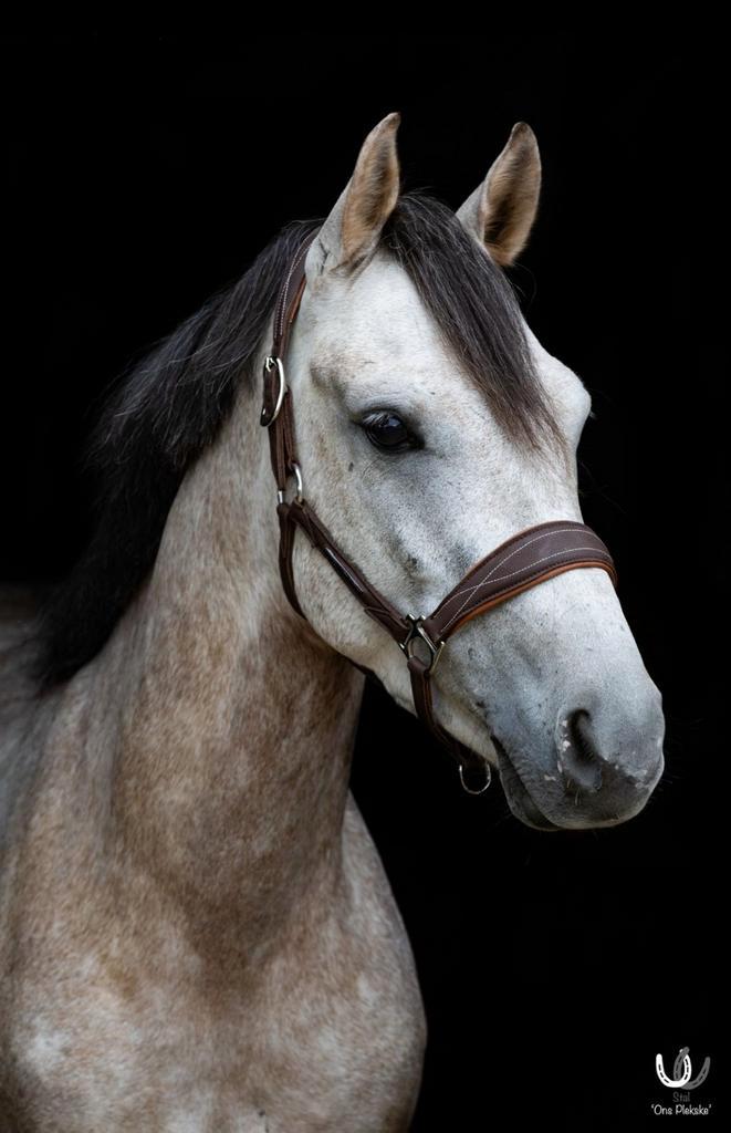 5 jarige Allround pony, Dieren en Toebehoren, Pony's, Ruin, B, D pony (1.37m tot 1.48m), Recreatiepony, 3 tot 6 jaar, Gechipt