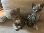 goebels katten, Ophalen, Nieuw, Dier