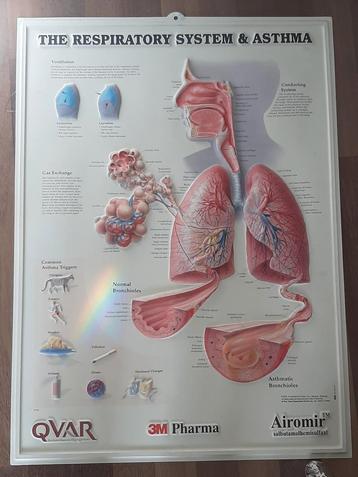 Een Oude Gelamineerde 3 D Pop Up kaart over de Ademhaling