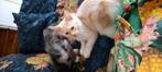 Mainecoon kittens Budel