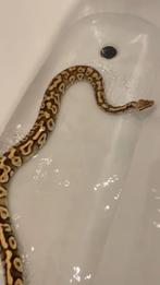Python regius 0.1 Het albino Phantom pastel yb bewezen, Slang, 3 tot 6 jaar
