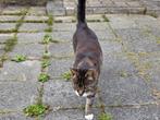 2 poezen zoeken nieuw huisje, Poes