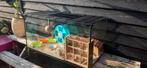 Hamsterhok 100x50x50cm met hamster, Minder dan 60 cm, Minder dan 75 cm, Ophalen of Verzenden, Zo goed als nieuw