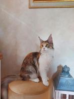 Maine coon poesje met stamboom, Dieren en Toebehoren, Katten en Kittens | Raskatten | Korthaar, Poes, Gechipt, 0 tot 2 jaar