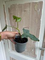 Philodendron Bipennifolium Variegata verloren, Huis en Inrichting, Kamerplanten, Ophalen of Verzenden, Halfschaduw, Minder dan 100 cm