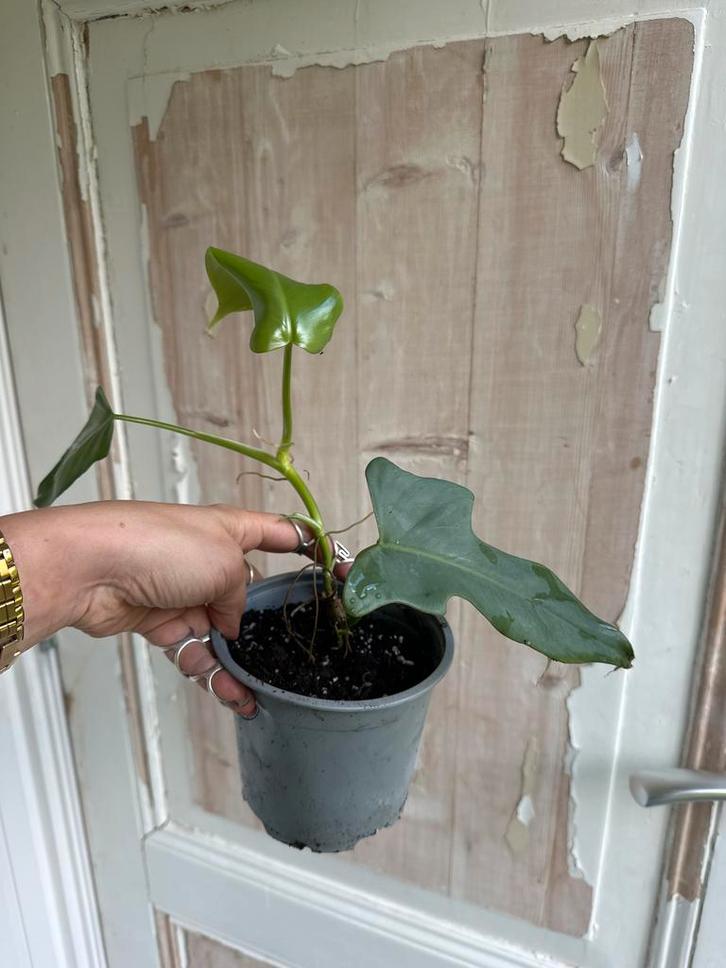 Philodendron Bipennifolium Variegata verloren, Huis en Inrichting, Kamerplanten, Minder dan 100 cm, Halfschaduw, Ophalen of Verzenden