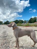 Ervaren, gezonde, Weimaraner ter dekking aangeboden, Dieren en Toebehoren, 6 jaar of ouder, Rabiës (hondsdolheid), Reu, Eén hond