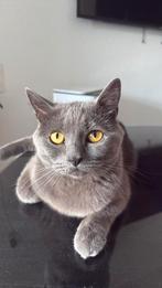 Britse korthaar grijs zoekt een nieuw huisje, Kater