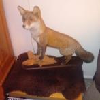 Opgezette vos, Antiek en Kunst, Kunst | Beelden en Houtsnijwerken, Ophalen of Verzenden