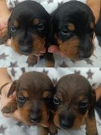 Dwerg/Kaninchen teckel pups korthaar, Dieren en Toebehoren, Honden | Teckels en Dashonden, België, Particulier, CDV (hondenziekte)