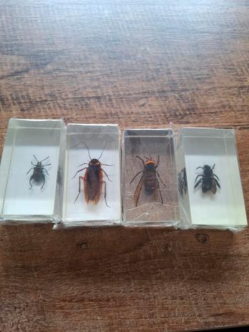 Insecten in hars beschikbaar voor biedingen