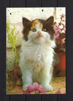 721 KATTEN, Ophalen of Verzenden, Gelopen, Hond of Kat